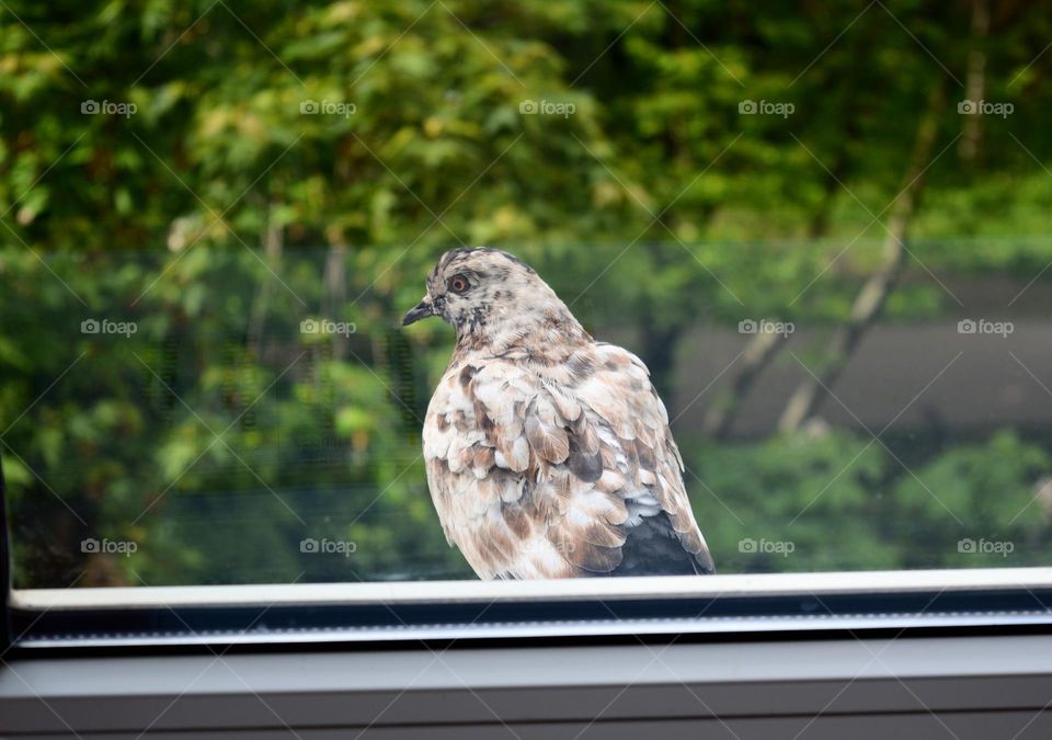 urban birds dove on a window sill street view