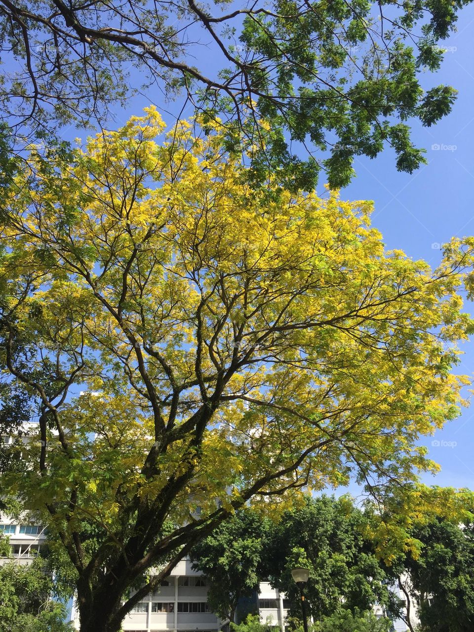 Yellow Flame Tree at Bedok Town Park, Singapore
