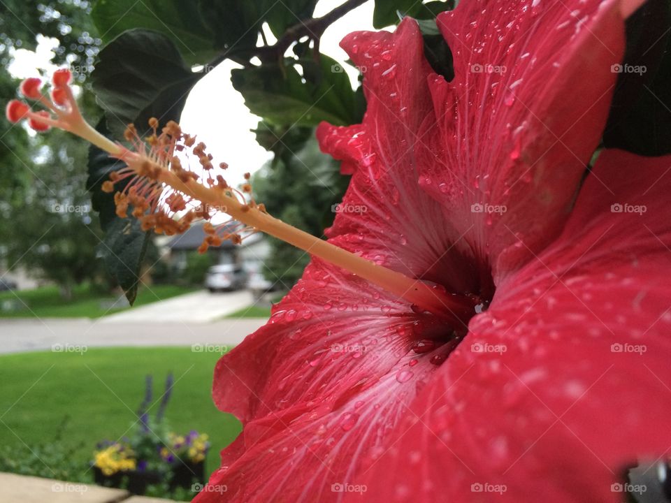 Hibiscus 