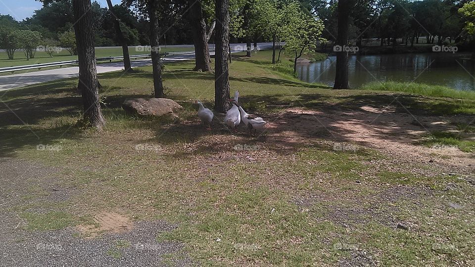 goose is loose. this park is loaded with geese and ducks