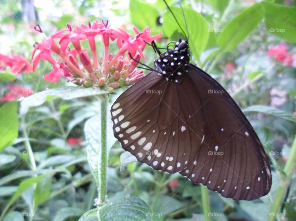 flowers nature white butterfly by jmh