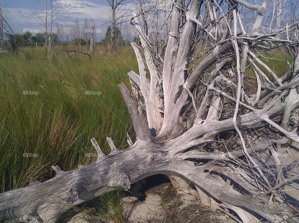 driftwood on Anclote Key