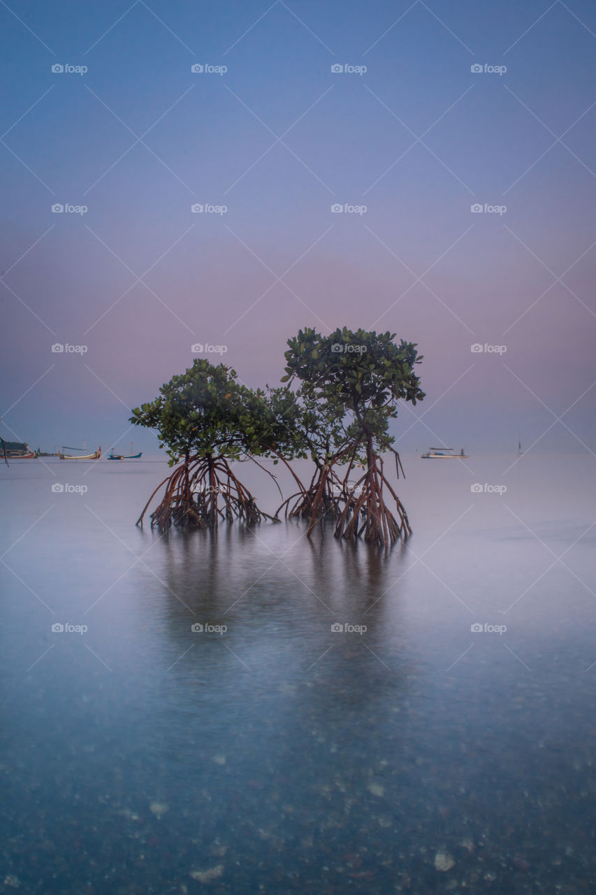 sea ​​mangroves at Binor Beach, Probolinggo, Indonesia