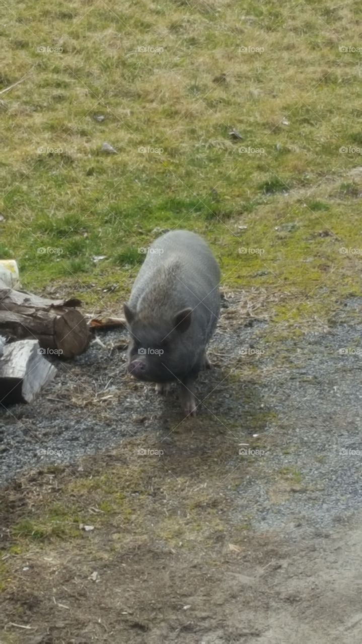 farm pig