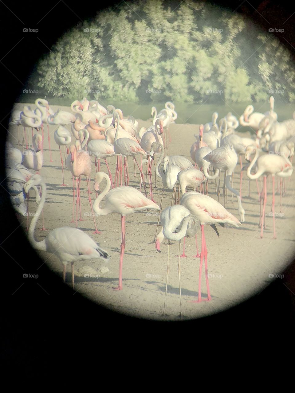 Flamingo 