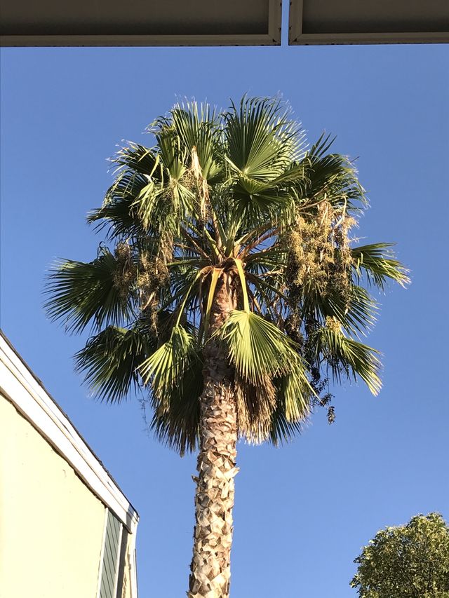 A palm tree in the apartment complex. This gives the tenants the feeling of living in a tropical paradise.