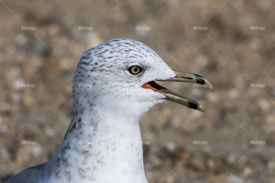 Seagull