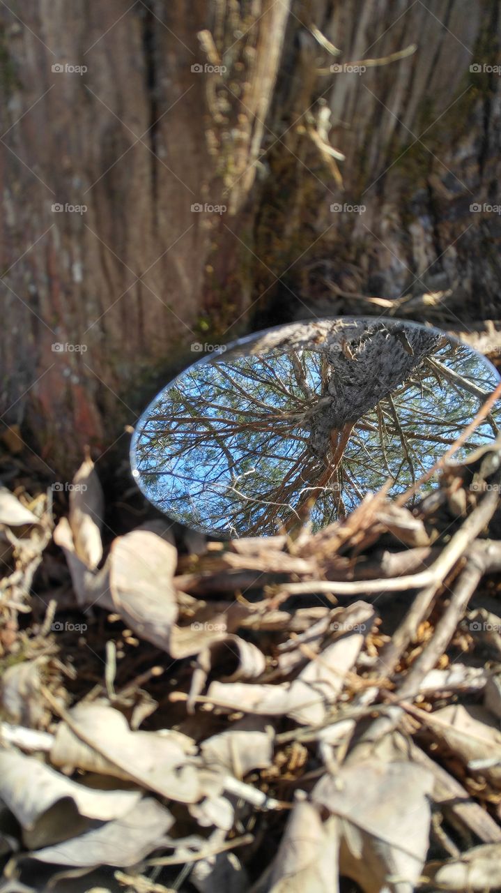 Cedar Tree Reflections