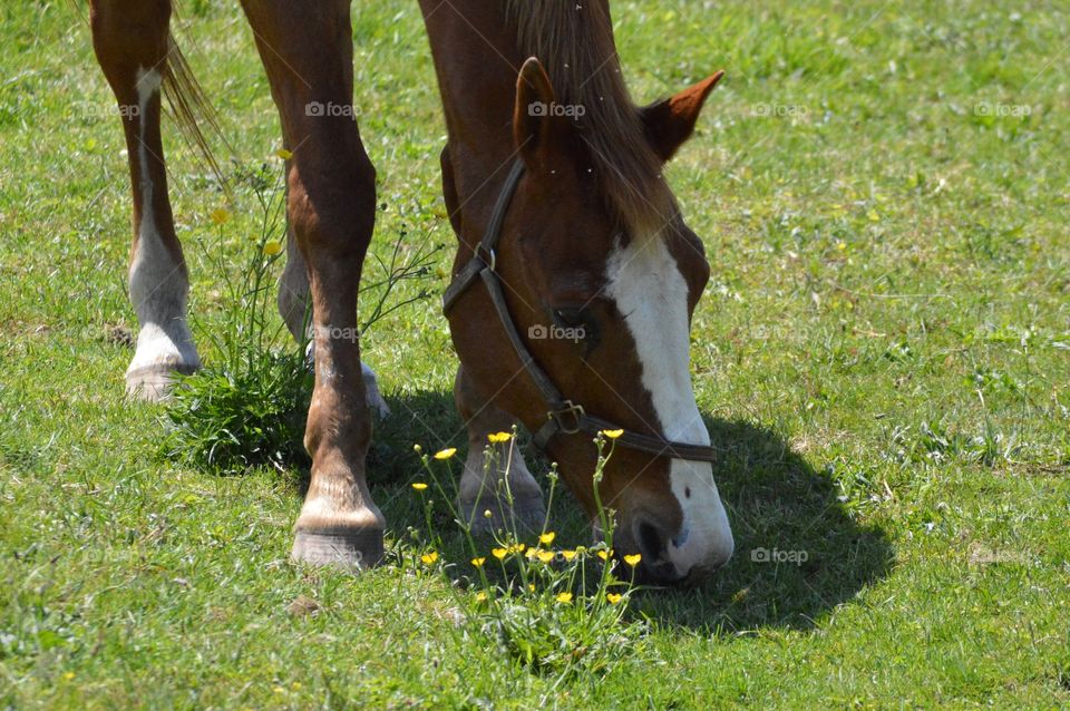 Just grazing in the summer sun