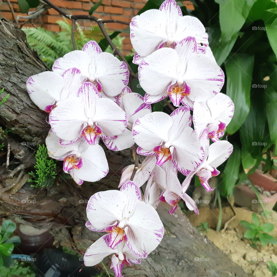 orchid which is planted on the tree