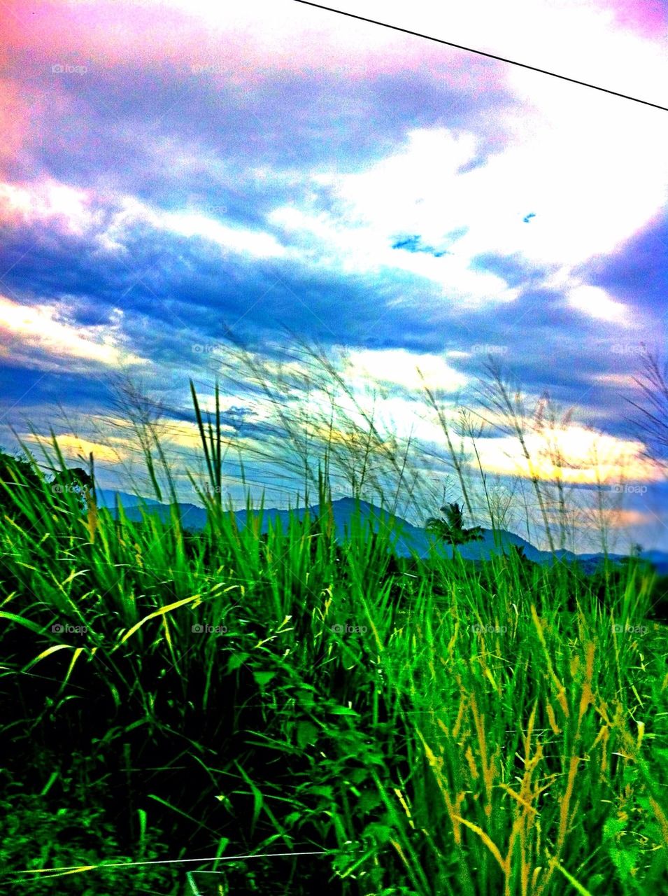 Close-up of grassy field