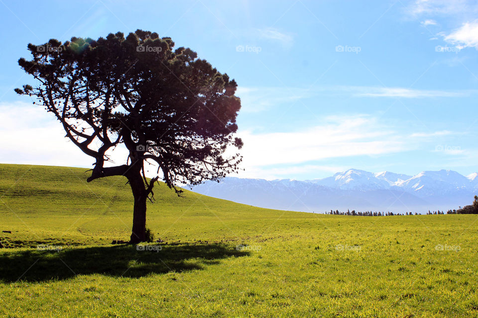 Alone tree in grassy field