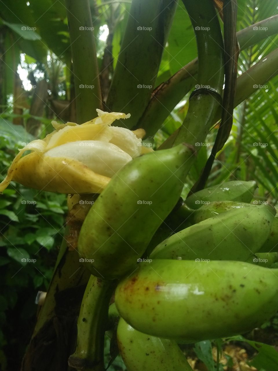 banana Kerala summer green is full