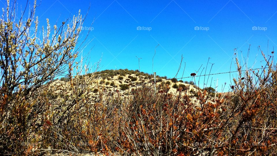 Thistle in the Summer