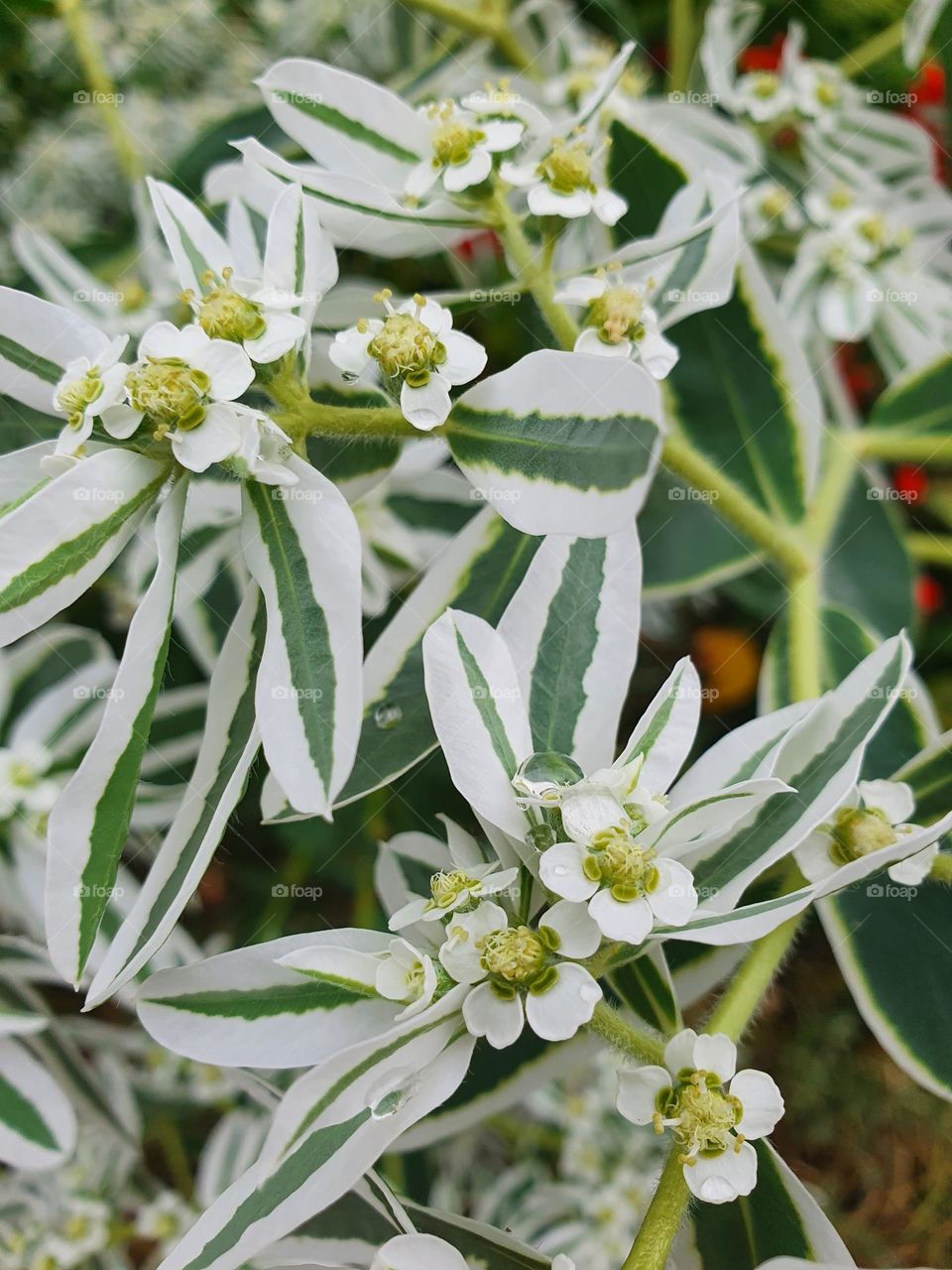 Euphorbia marginata