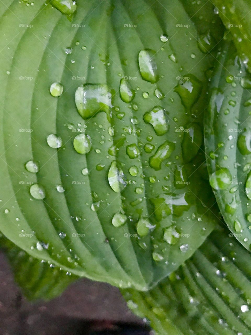 Raindrops on green leaves 