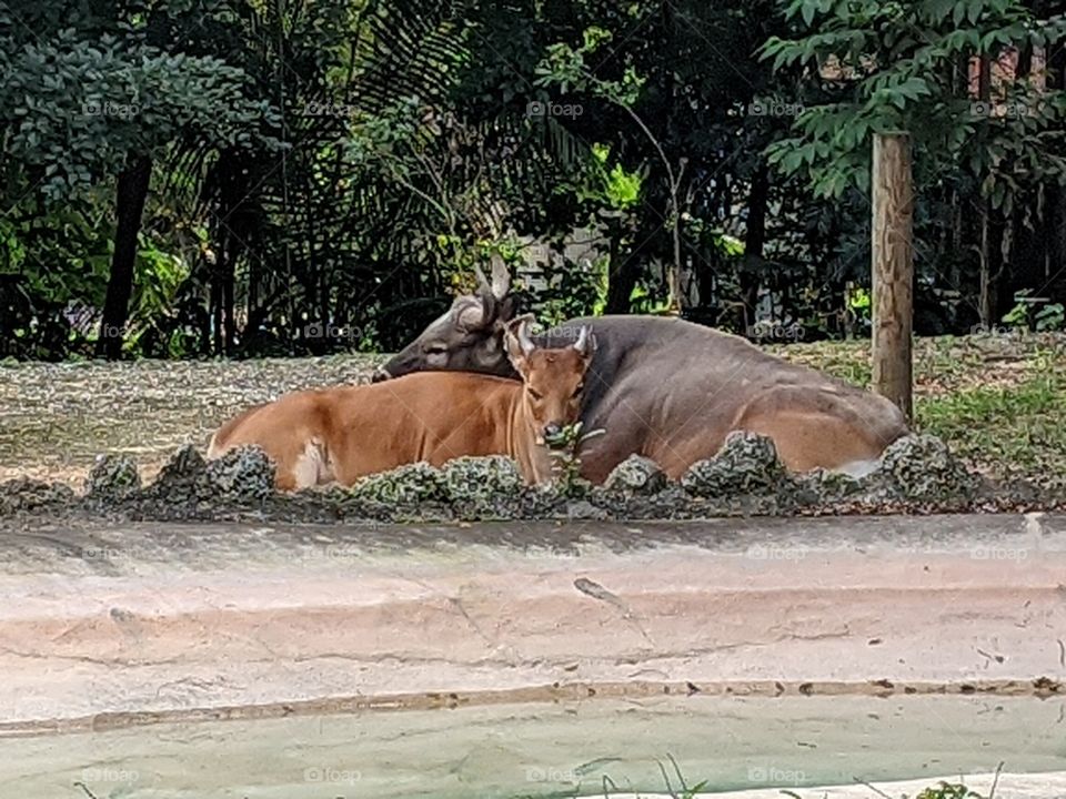 Zoo Miami animals cuddling
