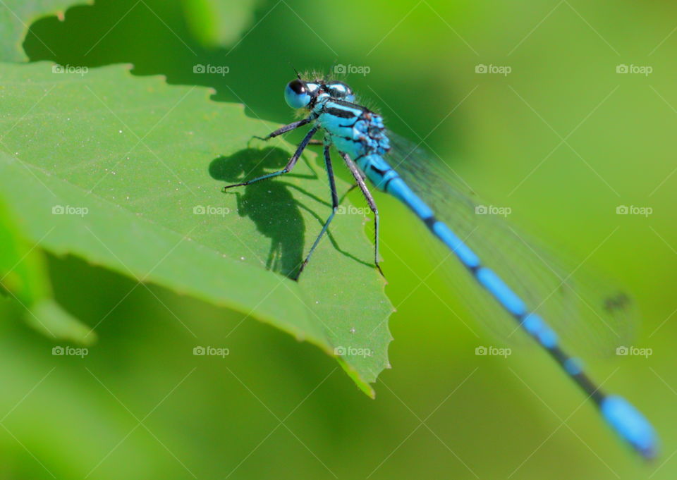 Dragonfly on leaf