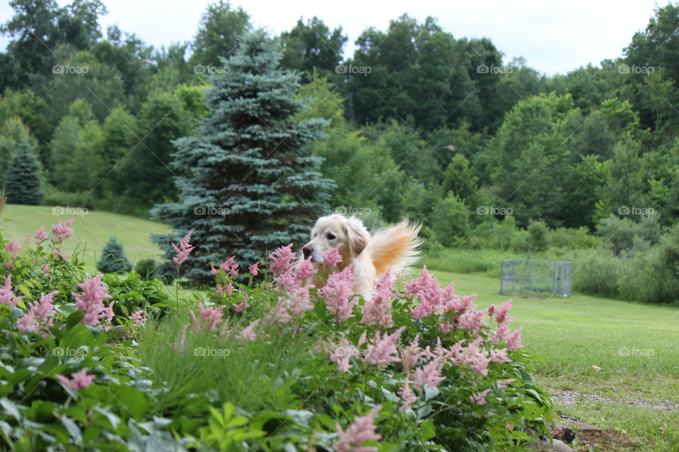 Kaci,  our golden retriever hanging out in the green grass of home, astilbe in full bloom