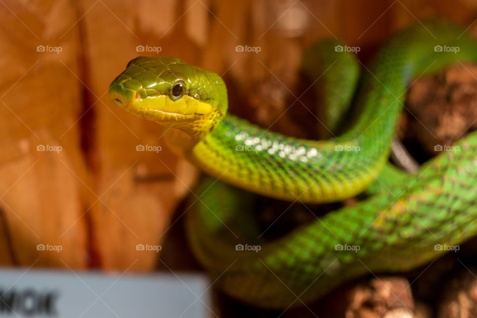 snake in terrarium
