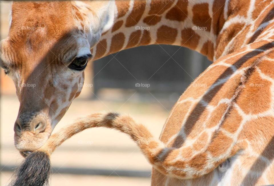 Baby giraffe looking back with his head to tail
