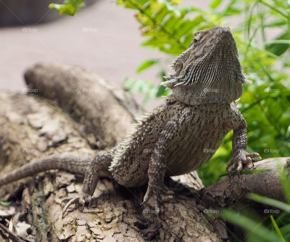 Bearded dragon