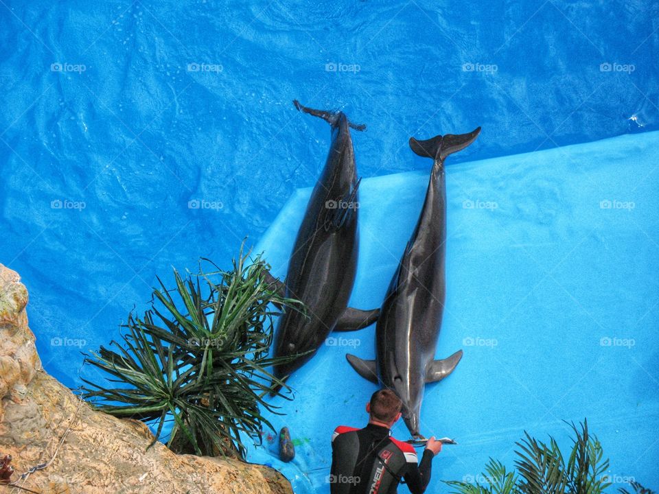 Dolphinarium Odessa дельфинарий Одесса