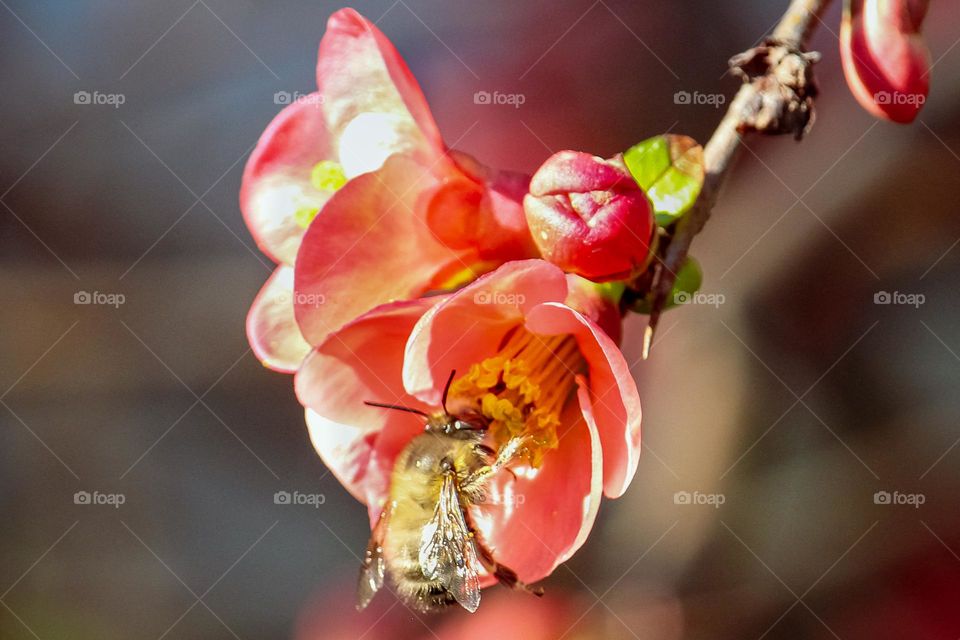 A bee at the red spring flowers