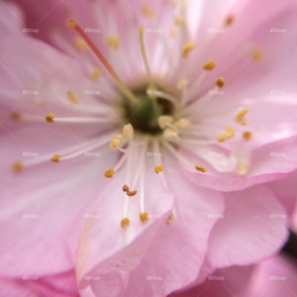 Flower, Nature, Flora, Petal, Blooming