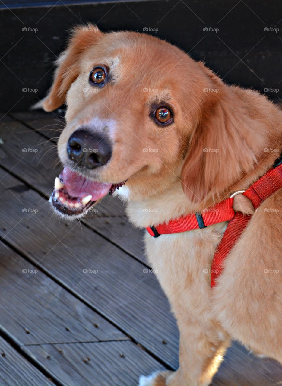 Smiles for everyone - Look at that smile and happy eyes. Champ, the smiling Labrador smiles for the camera 