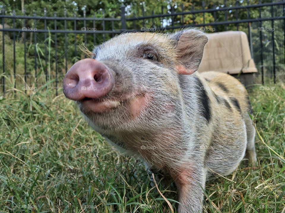 Happy Pig