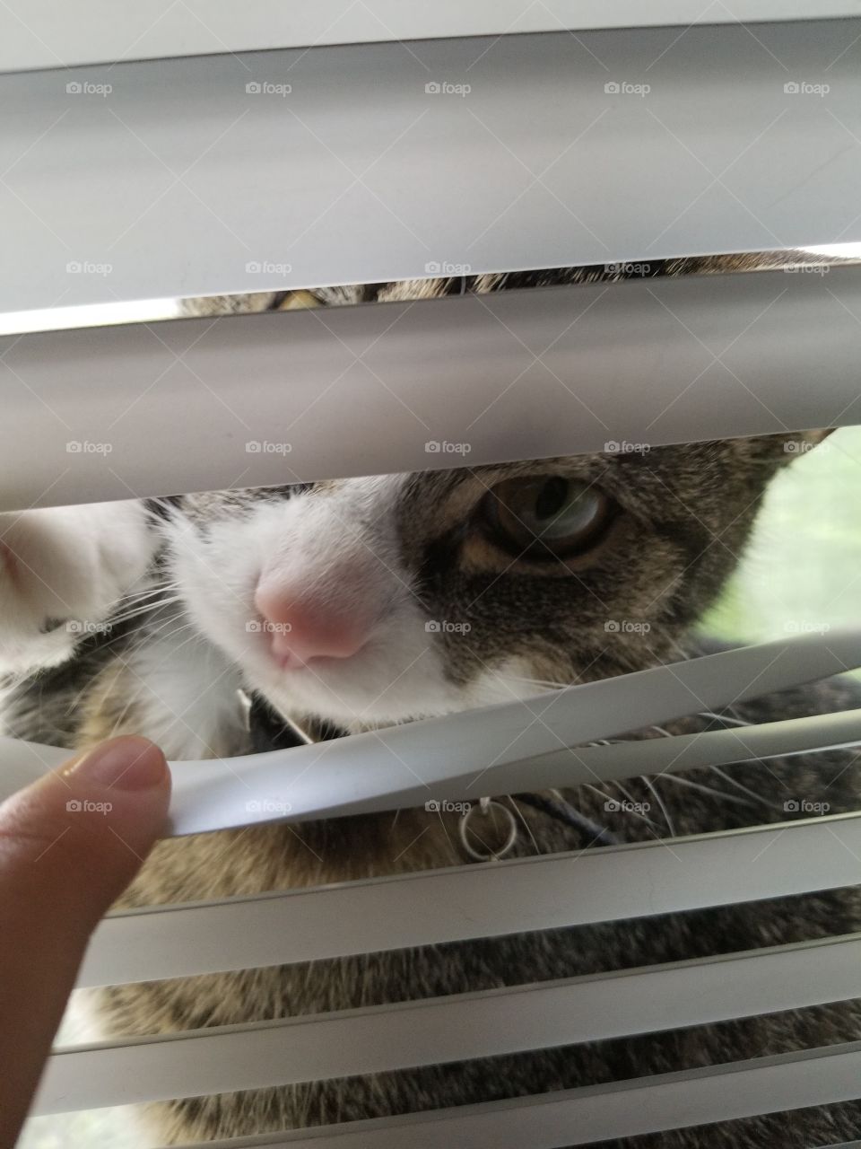 peep kitty in a window