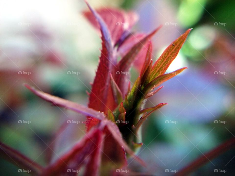 Close-up of red plant