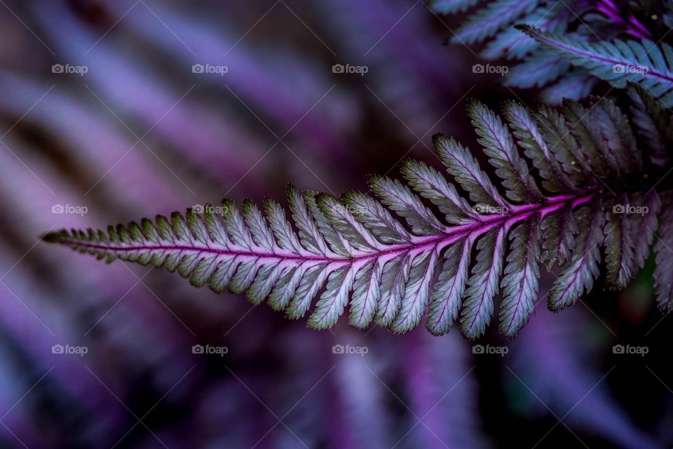 Fern leaf