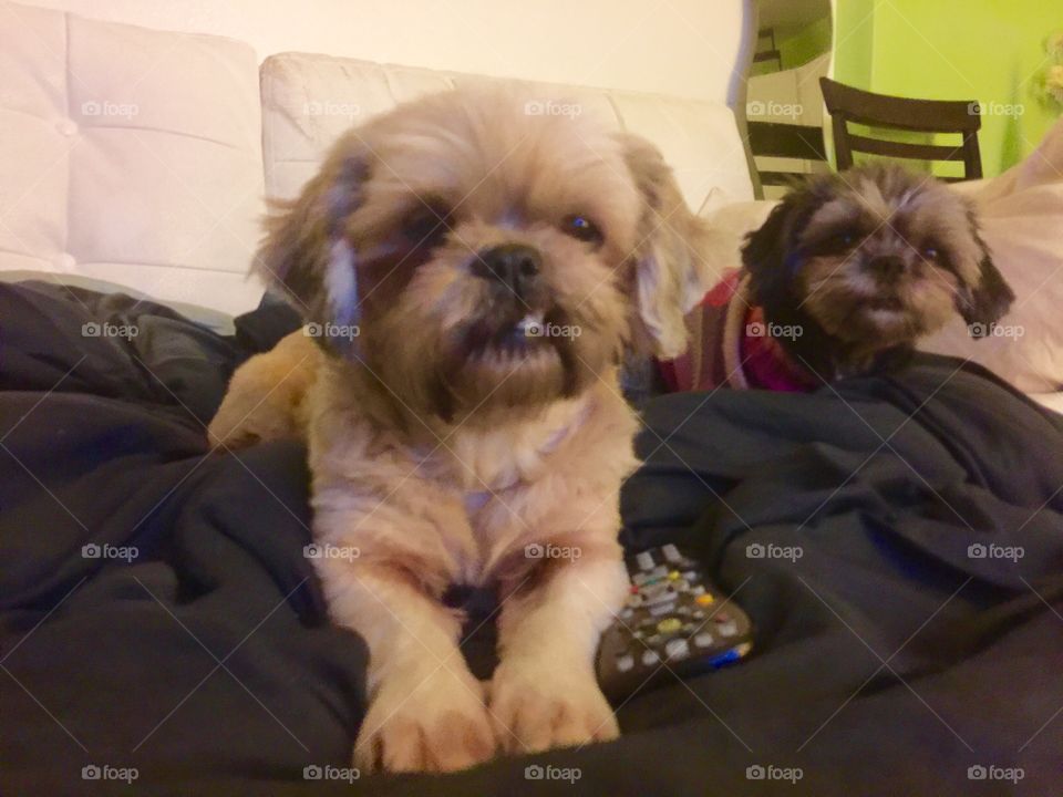My two girls. Mother and Daughter Shih Tzu dogs. Unfortunately the small black one was stolen from her home here in pacific beach California last year :(  