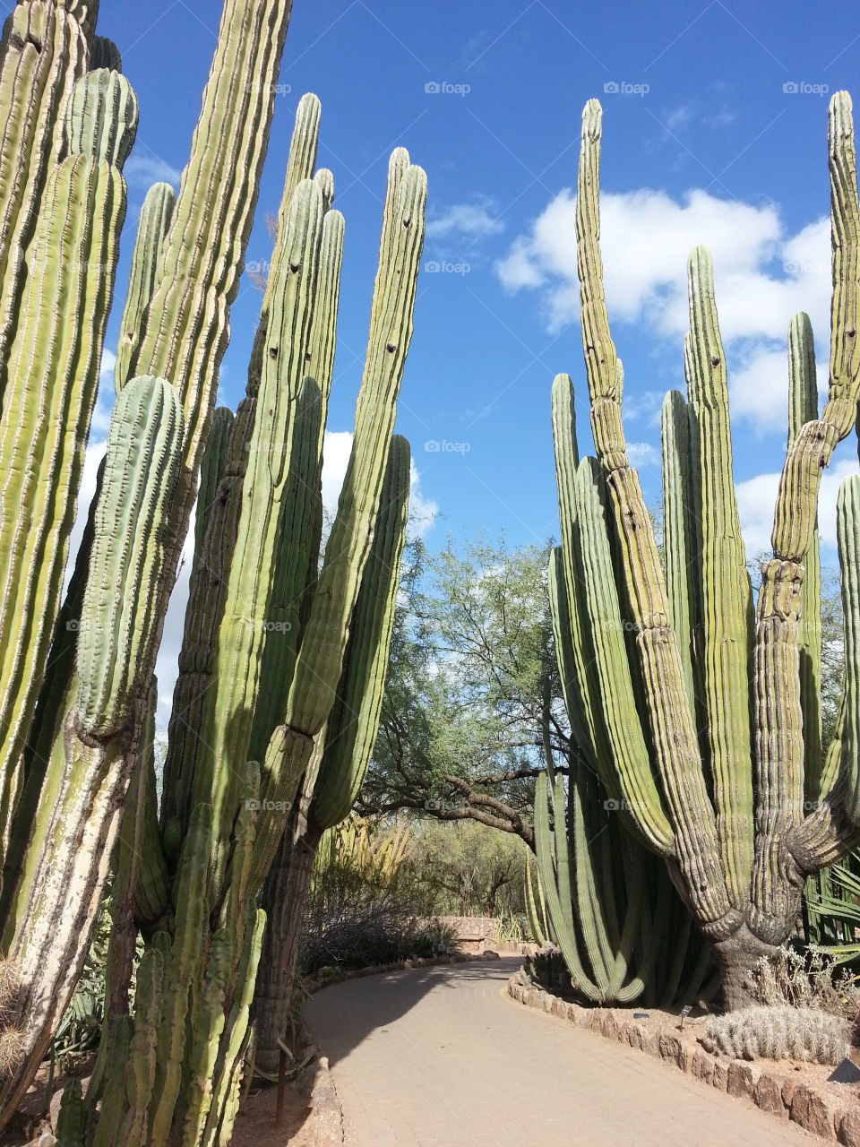 Saguara Path