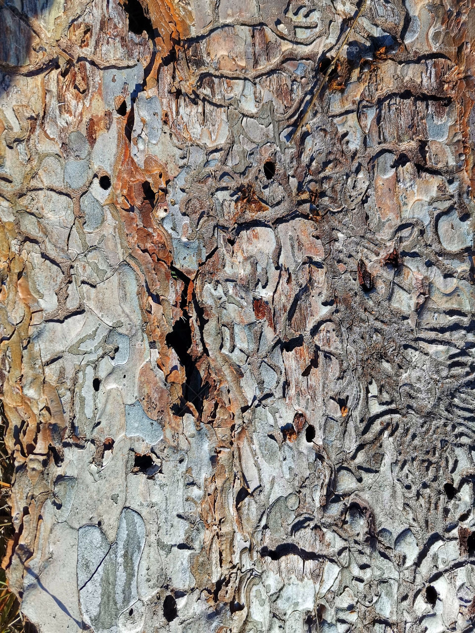 Tree bark