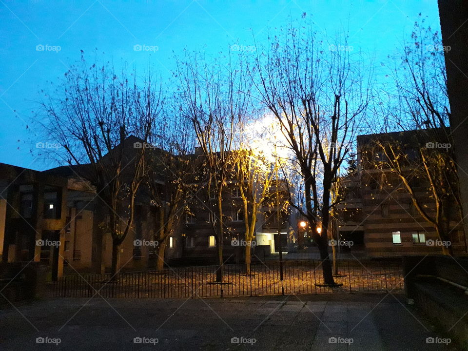 arbre dans la résidence