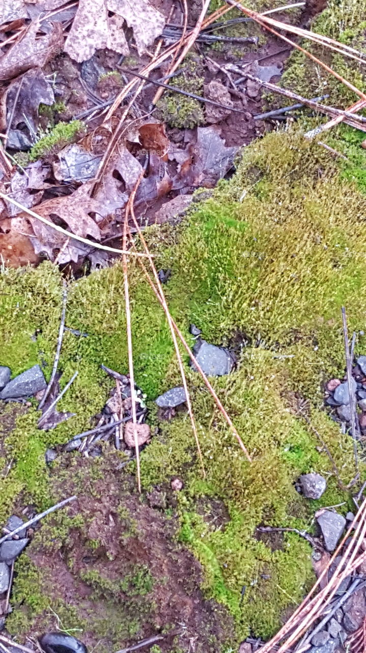 a close up of moss taken while taking two of my dogs for a walk.