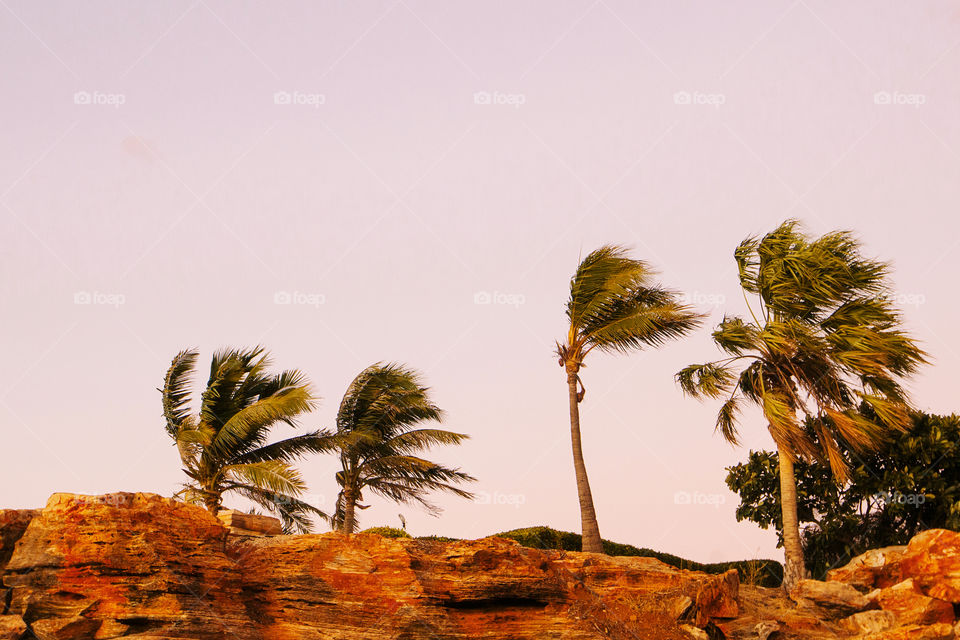 Windswept Palm trees on top of cliff at sunset, Broome Western Australia 