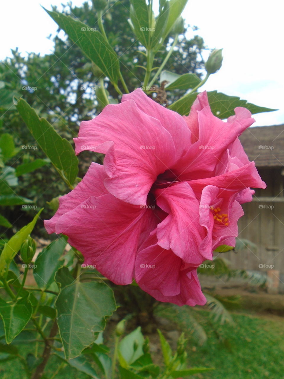 GARDEN FLOWERS LANDSCAPES NATURE