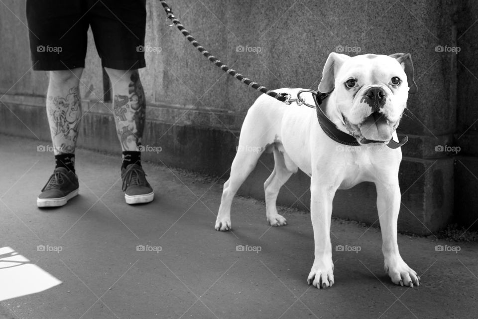 Cute dog at the walk in the city