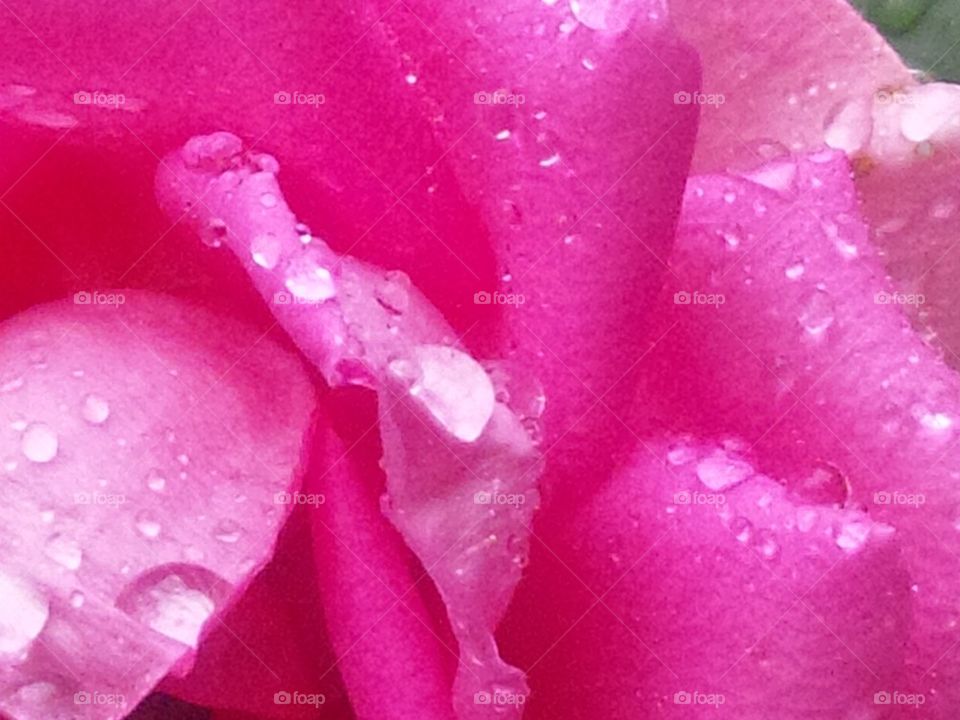 Rose petal with rain droplets