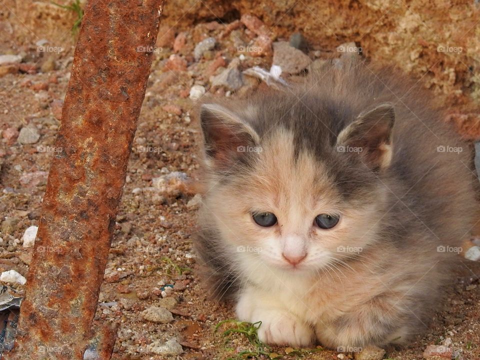 Kitten with blue eyes