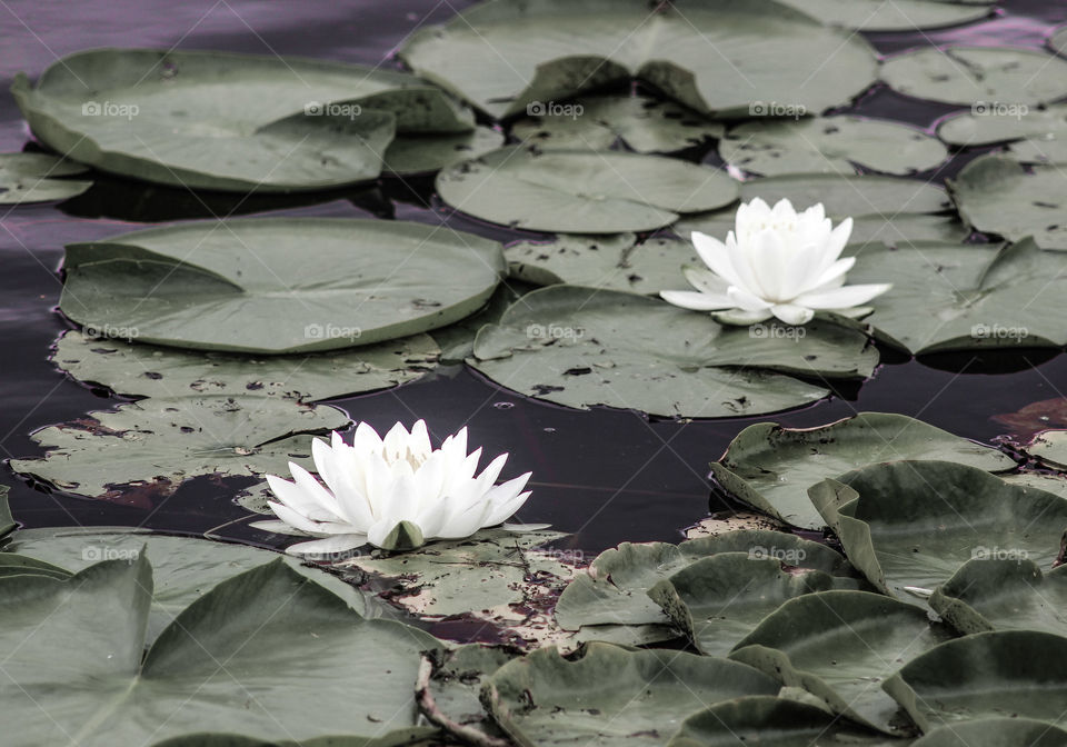 White water lilies