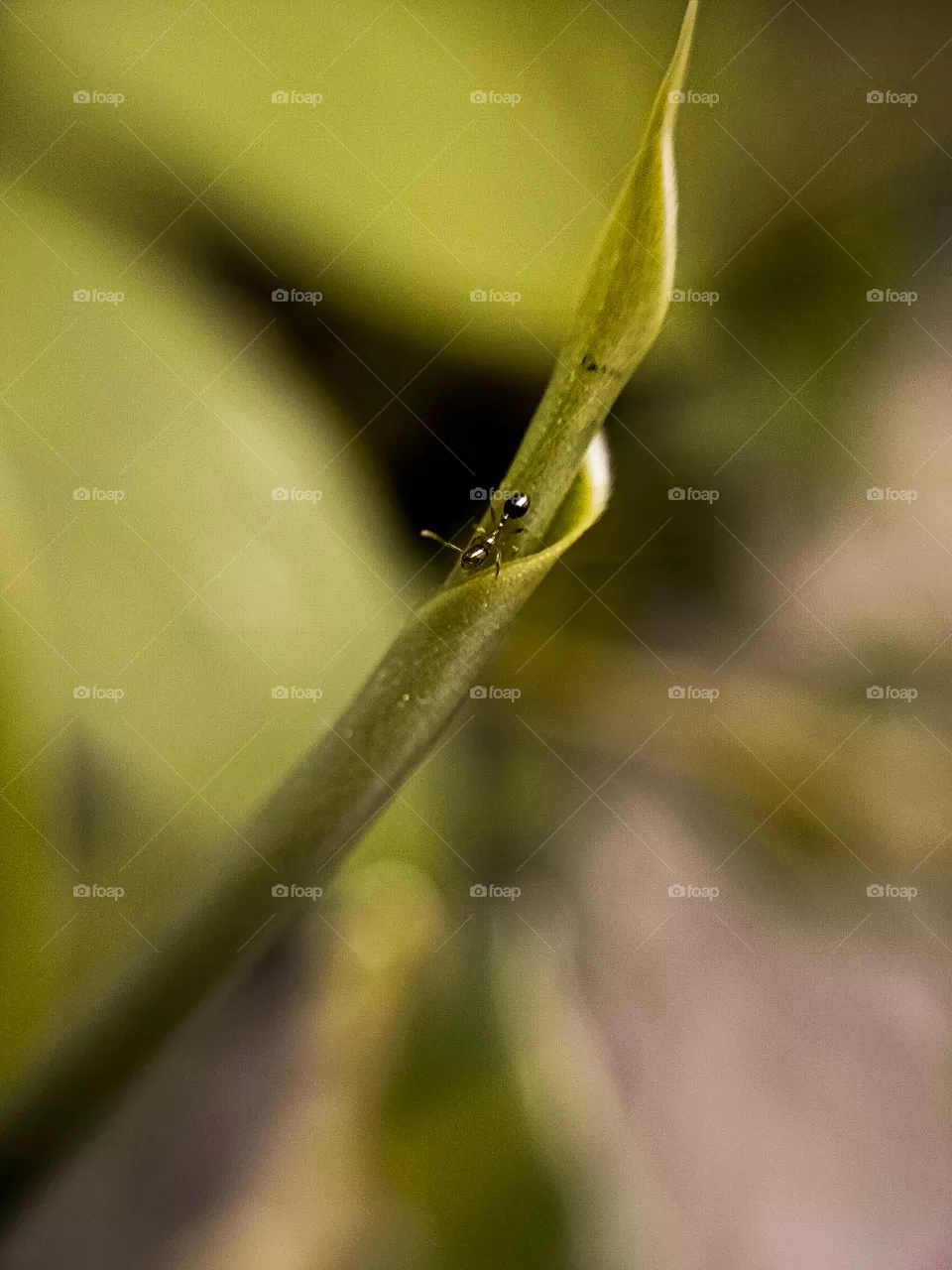 Ant