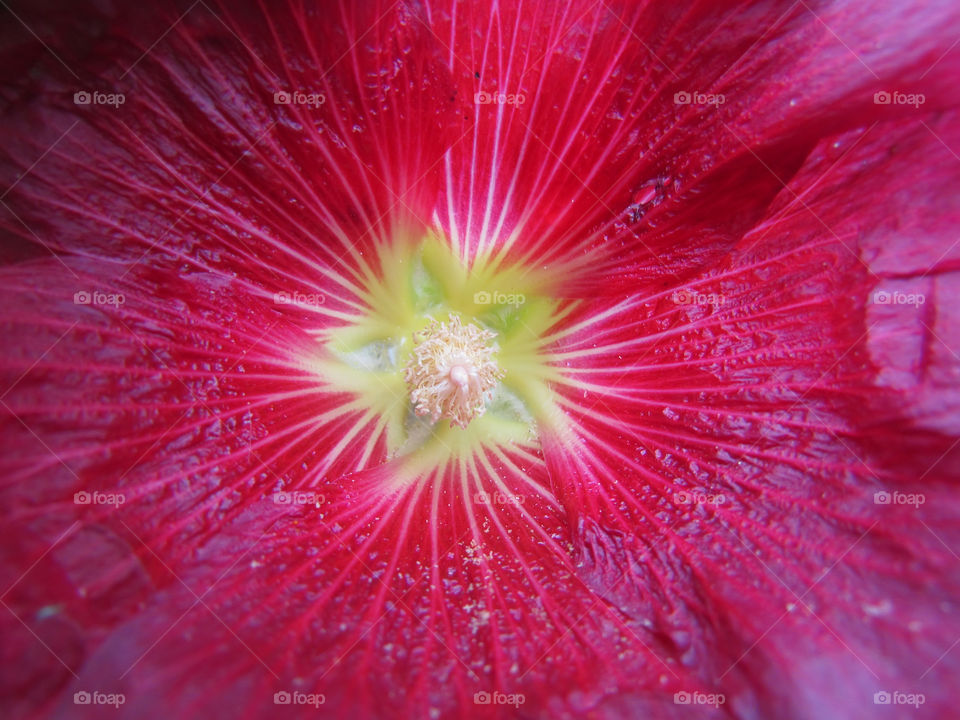 Red flower