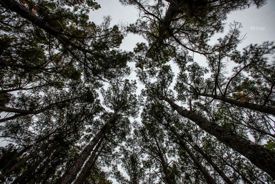 trees in the forest in texas