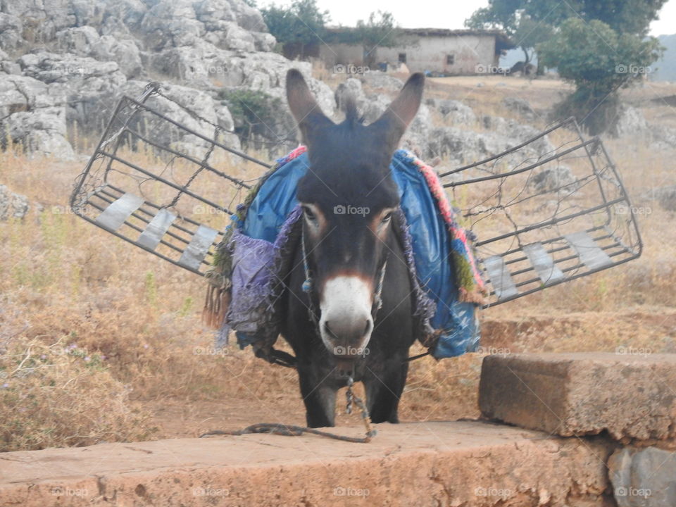 donkey for transport water