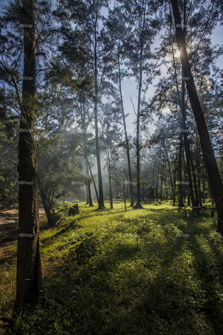 foggy forest